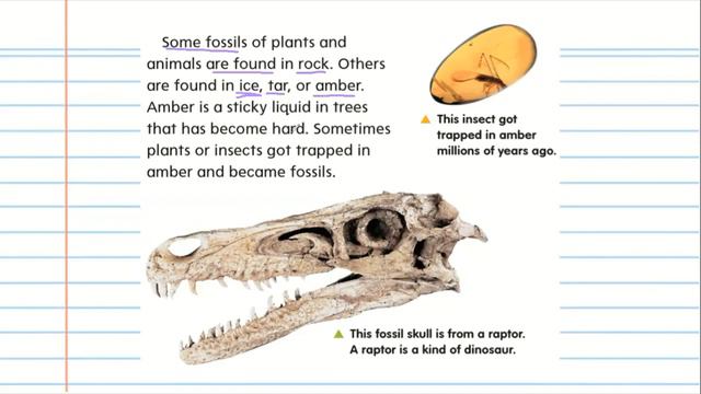 What are fossils смотреть онлайн