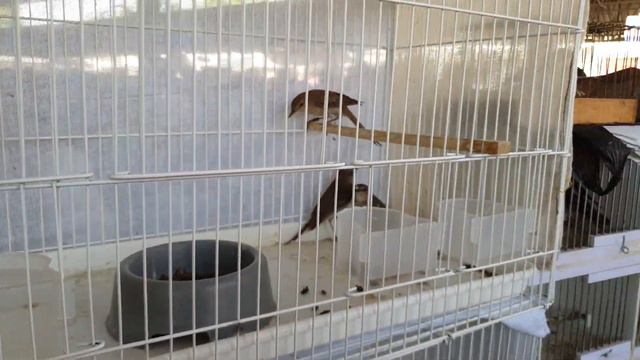 Тошкент қуш бозори: Сайроқилар-Певчие 29.05.21 Птичий рынок Ташкент попугай (funny animals) смотреть онлайн