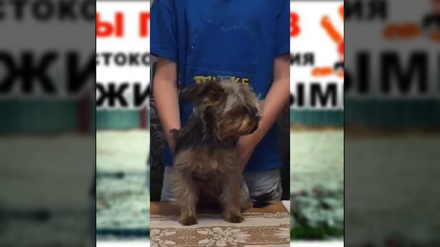 Против жестокого обращения с животными. смотреть онлайн