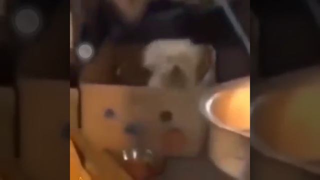 Puppy Dog bouncing in a box like thisssss смотреть онлайн