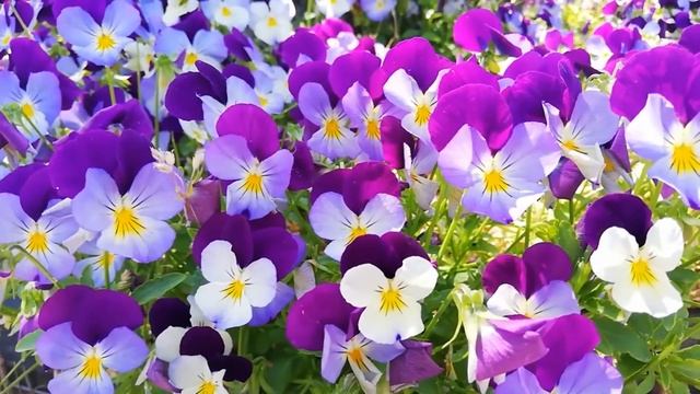 Pyotr Tchaikovsky. "Waltz of the Flowers" from the ballet "The Nutcracker" смотреть онлайн