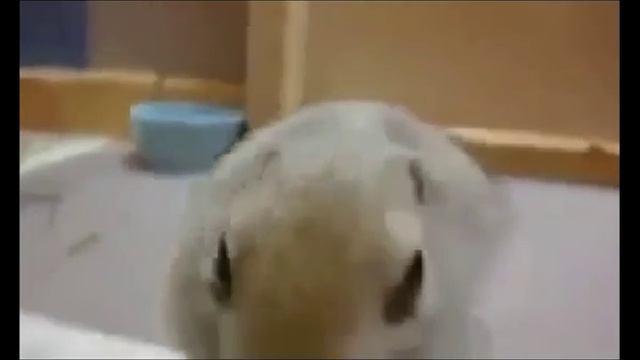 Белка кушает огурец / Squirrel eating a cucumber смотреть онлайн