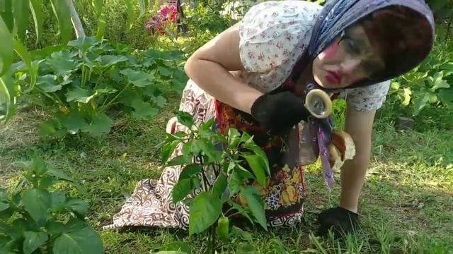 Жизнь пенсионерки: "Дачный сезон". Бабушка Евдутья в огороде на даче. смотреть онлайн