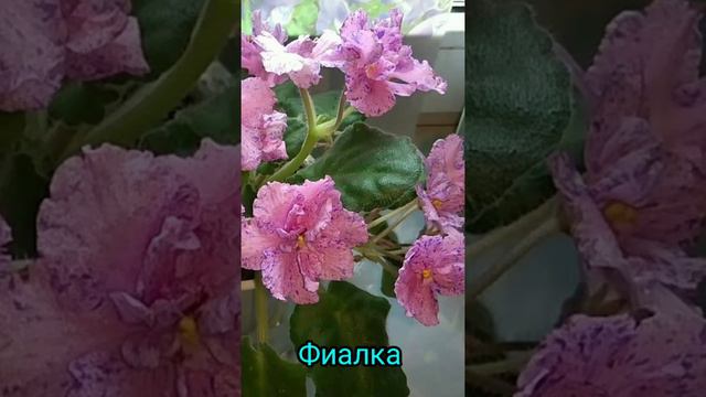 ДОМАШНИЕ ЦВЕТЫ В МАРТЕ. НАЗВАНИЯ И ФОТО смотреть онлайн