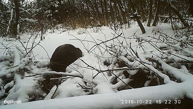 Бобр 22 10 16 Висимский заповедник, другой ракурс 1 смотреть онлайн