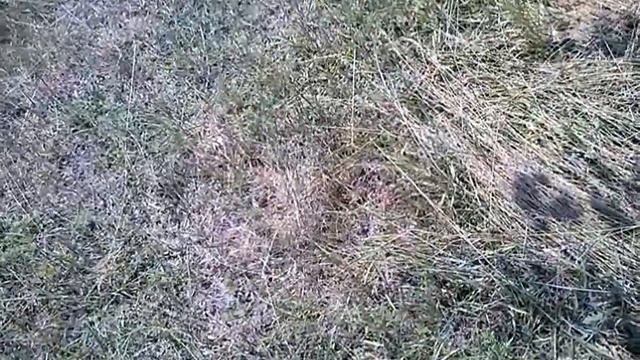 Абрикос. Ананасный дичка. 12.07.17 смотреть онлайн