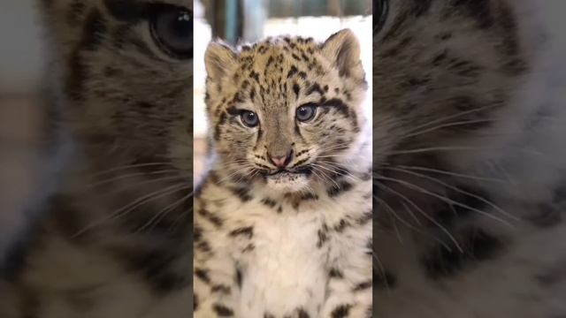 Котёнок ирбиса. ? #сибирь #животные #природа #котики #котенок #ирбис #снежныйбарс #кошки смотреть онлайн