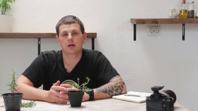 Выращиваем тимьян и розмарин смотреть онлайн