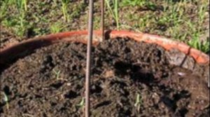 Как выращивать огурцов в бочке Подготовка, посадка, уход