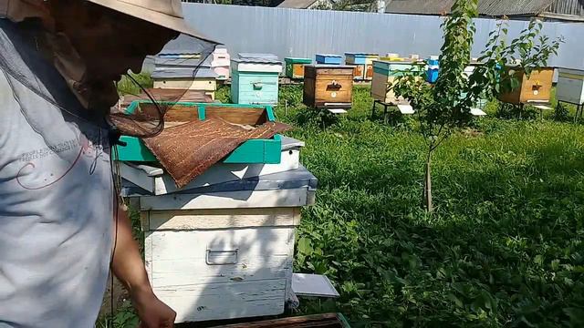 🔴Срочно сбить клеща после снятия корпусов и магазинов смотреть онлайн