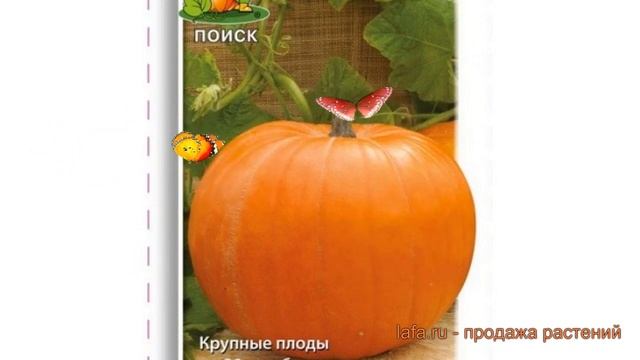 Тыква крупноплодная Стофунтовая (stofuntovaya) ? обзор: как сажать, семена тыквы Стофунтовая смотреть онлайн