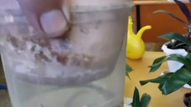 Цветы дома и на работ. Обновляем и размножаем белую фиалку смотреть онлайн