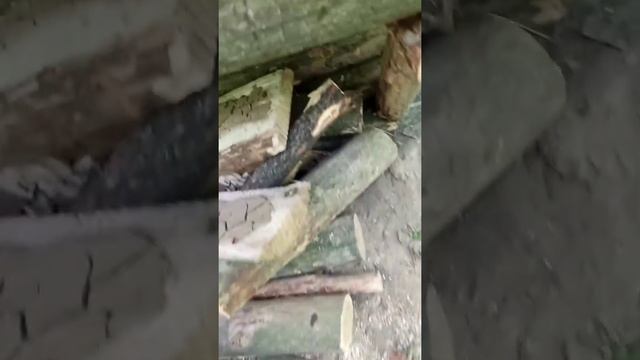 Забежал в землянку на 3 минуты | Глиняная посуда, огород | Помог ли красный перец от мышей? смотреть онлайн