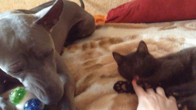 Тайский риджбек ТАЯ и британские котята из питомника BRITISH HOUSE