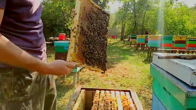 ?Как собрать пчел в зиму? ?Нюансы смотреть онлайн