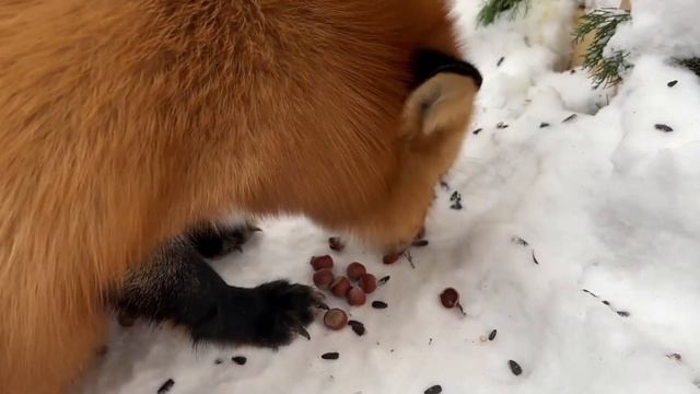 ЛИ СЯО. Алиса - Лиса. Выдача угощения на кухне. смотреть онлайн