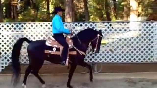 Morgan Stallion Western Pleasure смотреть онлайн