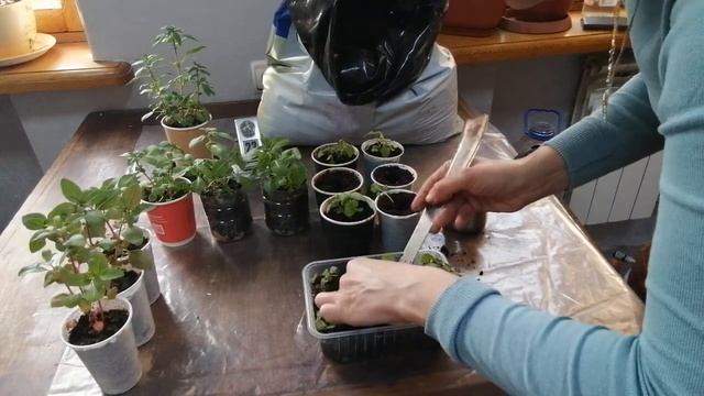 Годеция. ч. 4. Эксперимент! Пикировка рассады, выращенной из семян. Лучший личный опыт.