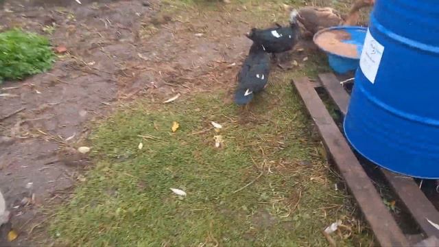 Куры, утки во всю летают! Кто из уток останется зимовать? смотреть онлайн