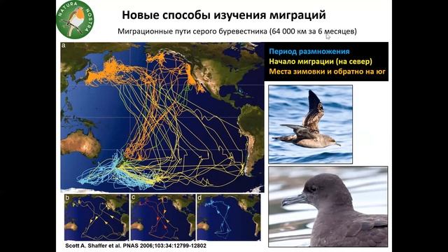 Удивительные миграции птиц смотреть онлайн