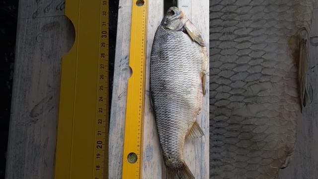 язь , огромный язь , соленый язь , вяленый язь смотреть онлайн