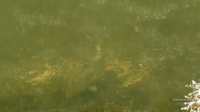 Запускаю в пруд рыбу, а рыбы нет. Кто съедает моих карпа и щуку