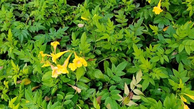 Tecoma - Best Flowering Plant | Permanent Flowering Plant | Tecoma Gori Chori Dwarf | Plants World смотреть онлайн