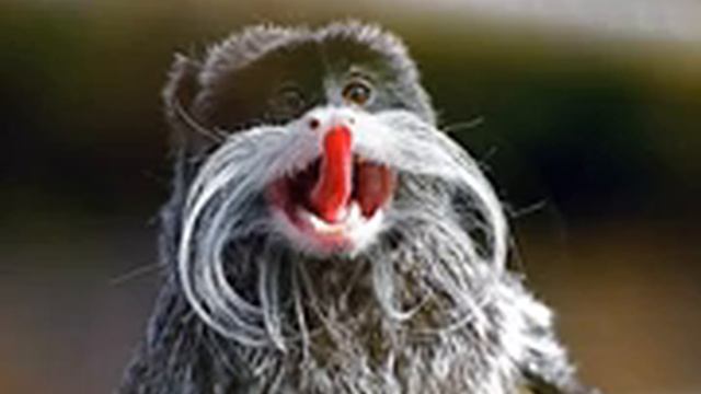 Императорский тамарин смотреть онлайн