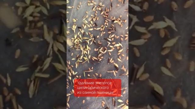 Сортировка пшеницы от эгилопса на фотосепараторе SmartSort B смотреть онлайн