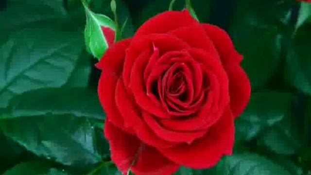 C 8 марта, наши любимые девушки! смотреть онлайн