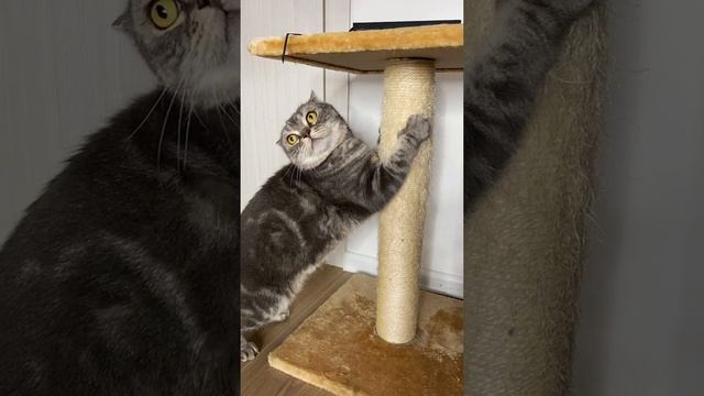 Часть 6. Странные привычки кошек, которым есть объяснение смотреть онлайн