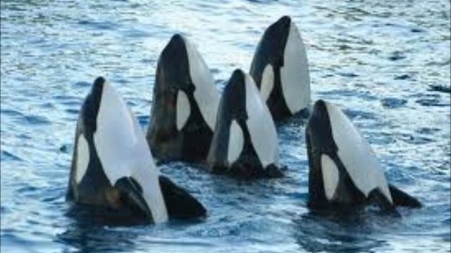 The Antarctic Files: "Killer" Whales / Springtime @ Comandante Ferraz...Zod. 1 of 2 смотреть онлайн