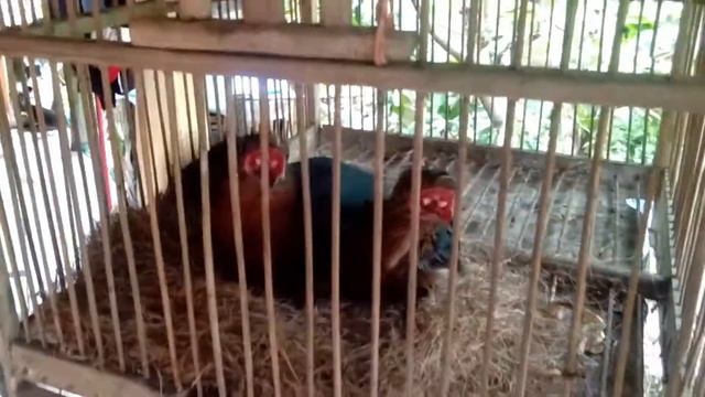 Burung langka / kadalan (Londrok) смотреть онлайн