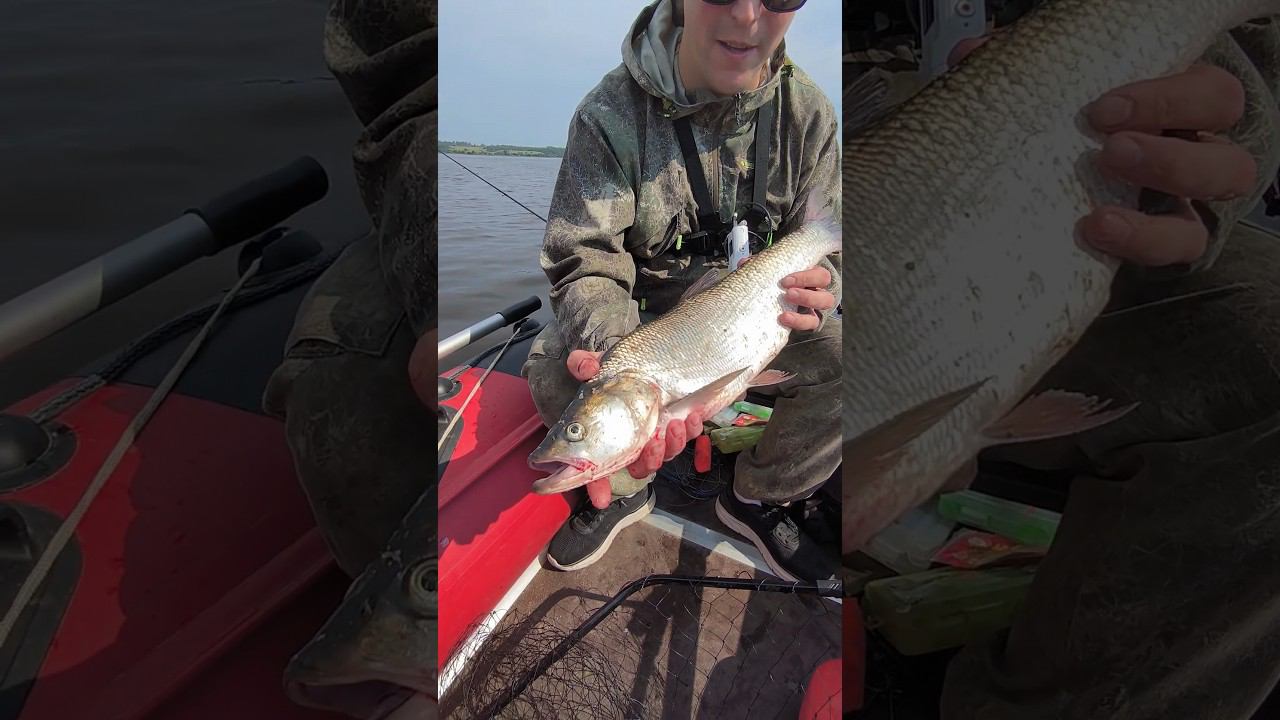 Поймал хорошего жереха на спиннинг. #shortvideo #рыбалка #fishing #fishingvideo #fish смотреть онлайн