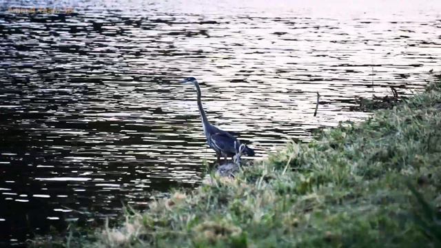 Wildlife 4K - Beautiful White Stork with Nature Sounds | Amazing Relaxing Music 2023 смотреть онлайн