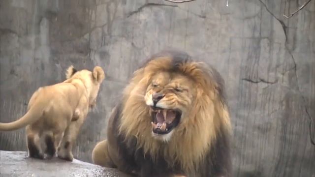 Первая прогулка львят смотреть онлайн