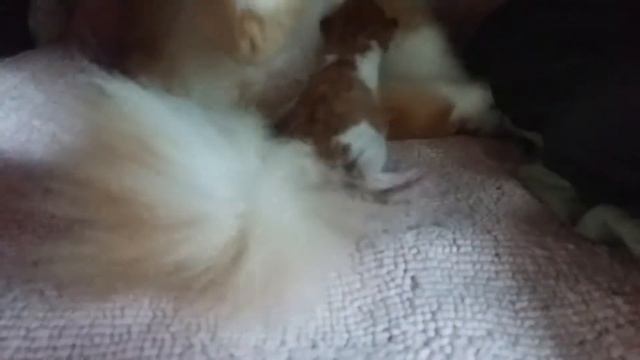 Персидские котята. Уход за кошкой после родов. смотреть онлайн