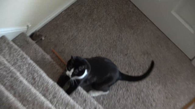 NEW YEAR, NEW CAMERA! SONY 4K HANDYCAM TEST VLOG! смотреть онлайн