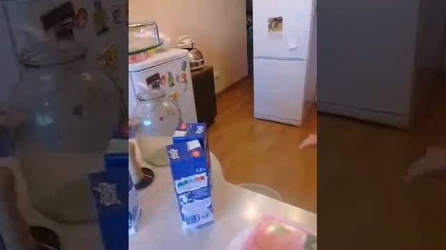 20171029 научный опыт с яичной скорлупой и грузом смотреть онлайн