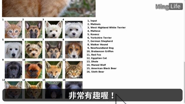 萬物皆可換臉，如果你下輩子變成動物會是什麼樣子？ смотреть онлайн