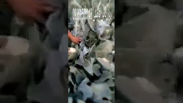 СИРИЯ СЕГОДНЯ СВЕЖАЯ ЦВЕТНАЯ КАПУСТА ? САЛАТЫ АЙСБЕРГ И РОМАНО ООО ФУД ЛАЙН ФУД СИТИ ОВОЩИ И ФРУКТЫ смотреть онлайн