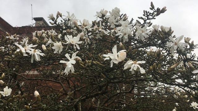 Star Magnolia - crown - March 2019 смотреть онлайн