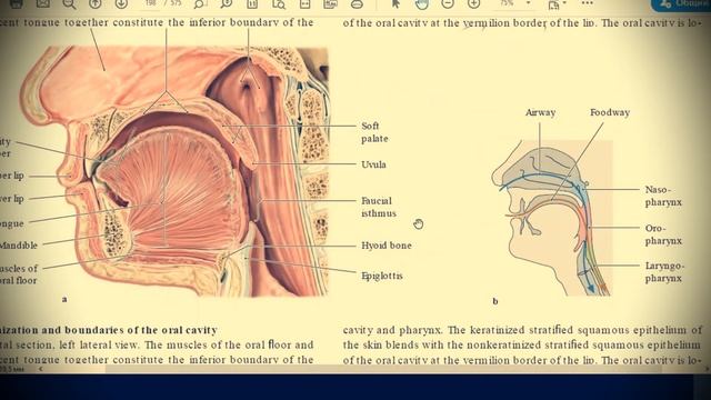 Анатомия с АВ. Глотка (pharinx), пищевод (oesophagus), желудок (gaster). смотреть онлайн