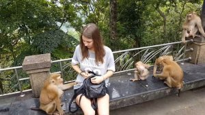 Нападение обезьян на человека) Пхукет, Тайланд