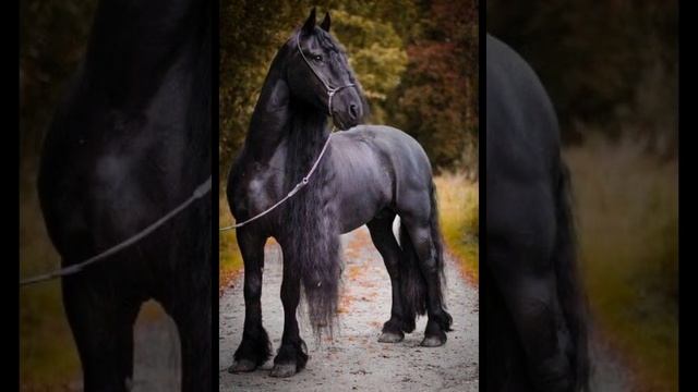 Преимущество и недостатки фризской лошади смотреть онлайн