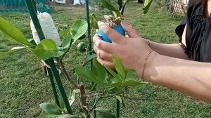 Снимаю воздушные отводки с лимона Дженоа. Где корни? / Цитрусовый Рай МариАны