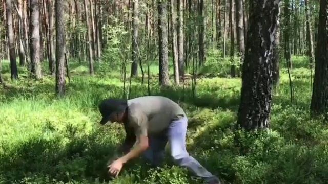 6 скоростей брать, или Как правильно Брать Чернику Гребенкой, смотреть онлайн