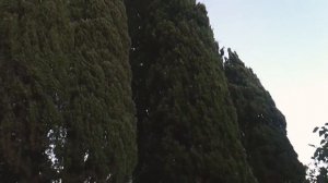 #Крым#Санаторий#Кореиз ПРОГУЛКА ПО санаторию "Морской прибой"