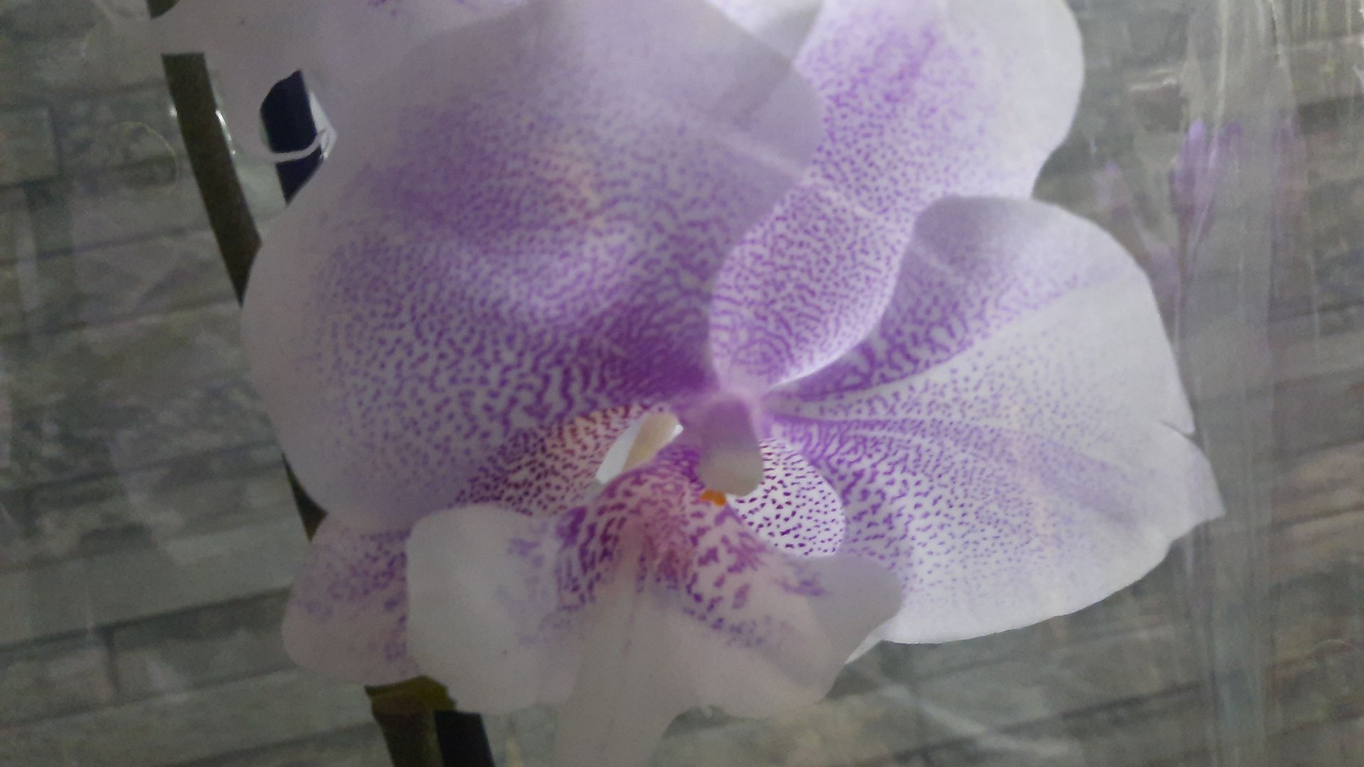 ПЛАНЕТА ЛЕТА.ОГРОМНЫЙ ЗАВОЗ ОРХИДЕЙ.//01.03.24// смотреть онлайн