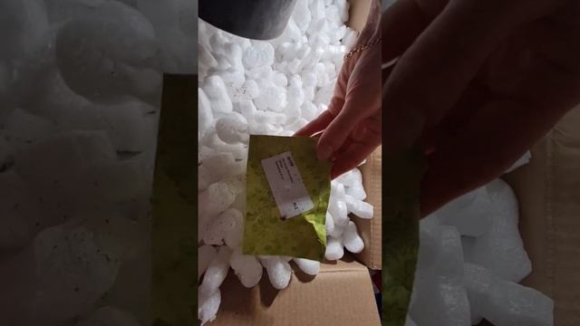 Осеннии распродажи. Обзор покупки сосны горной Jezek, ноябрь.